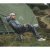 Robens Observer Base Camp Campingstol – let stol til camping og friluftsliv.